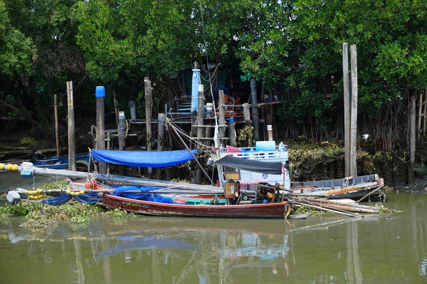 ป่าชายเลน แหล่งอนุบาลสัตว์น้ำ